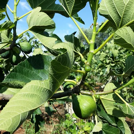 Il Melograno Ceglie Messapica