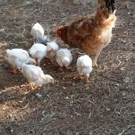 Il Melograno Ceglie Messapica