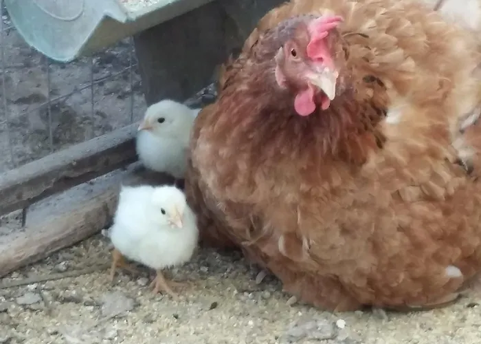 לינה וארוחת בוקר Il Melograno *