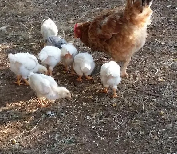 Il Melograno צ'לייה מספיקה