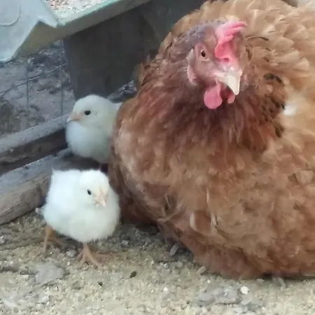 فندق مبيت وإفطار Il Melograno *