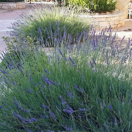 فندق مبيت وإفطار Il Melograno